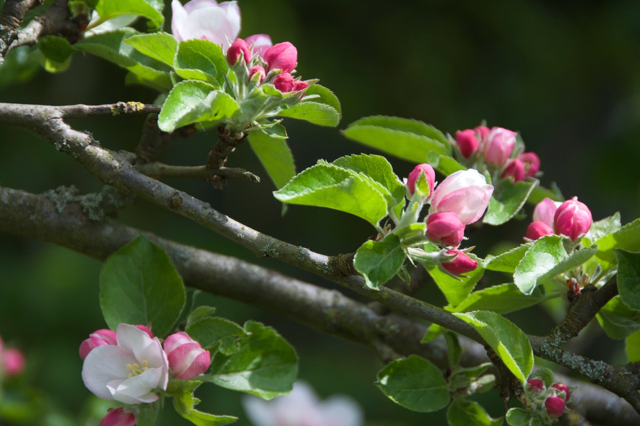 CINEBROCOLI : Tant qu'il y aura des pommes